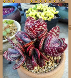 江户紫怎么繁殖