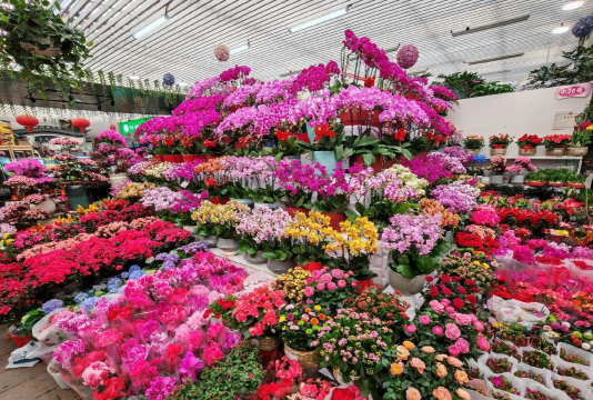 家庭养花用生根粉