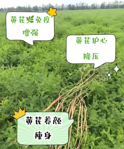 养花能用黄芪吗