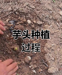 怎么种植芋头大