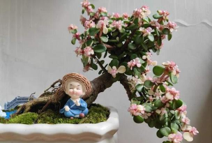 家庭养花用生根粉