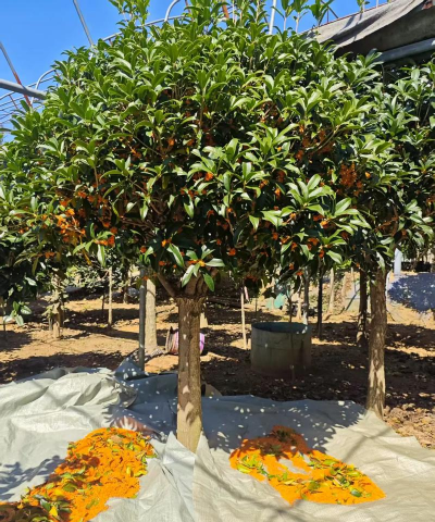 桂花种植技术、九江3米桂花便宜、九江10公分桂花价格1元、九江桂花小苗