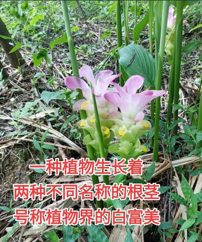 莪术花怎么种