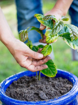 家庭养花用生根粉