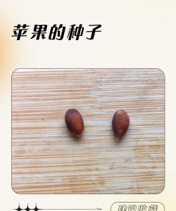 苹果种子叫什么