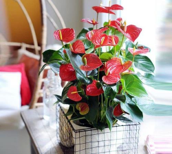 喜庆室内水养花