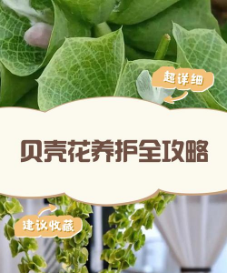 花贝壳怎么养殖