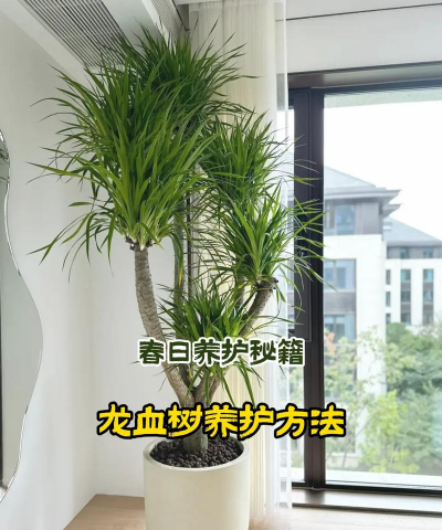 阳台养花龙血树好吗