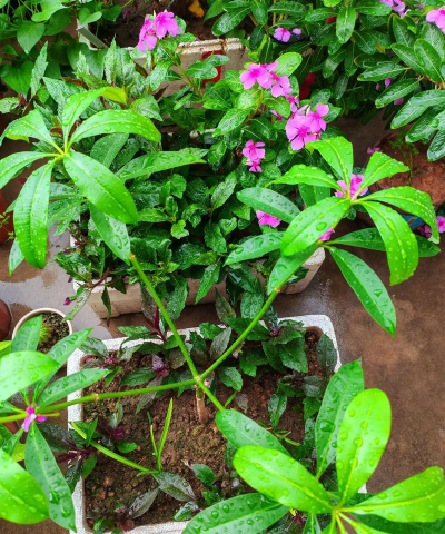 家庭养花用生根粉