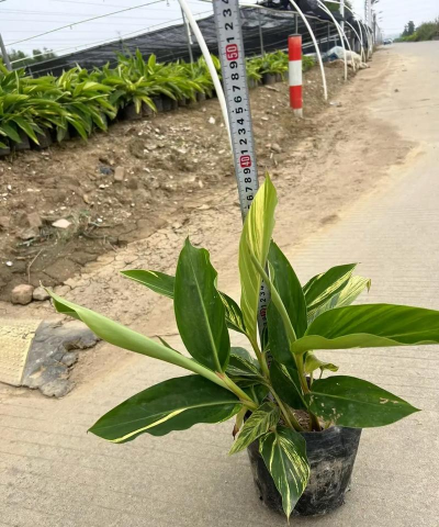 怎么种植花叶姜