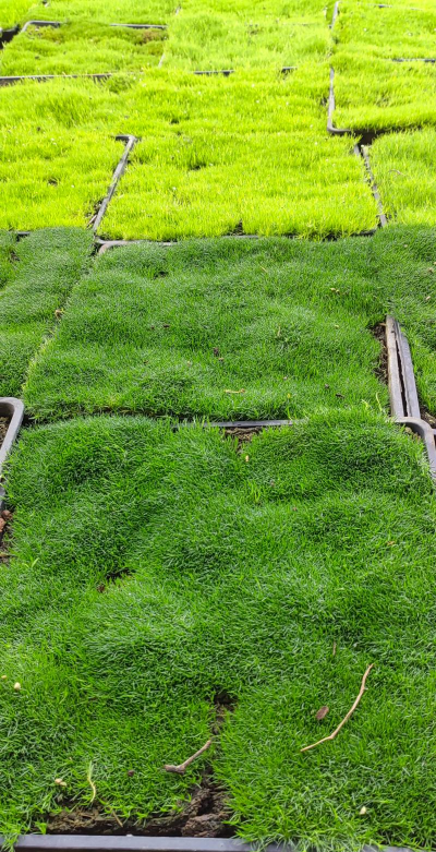 养花专用草坪品种