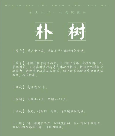 朴树 树种 怎么读