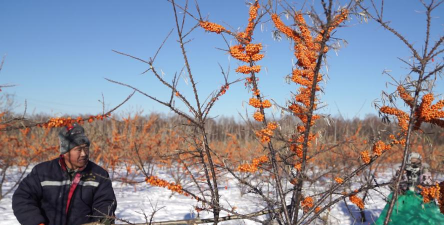 沙棘冬天怎么摘