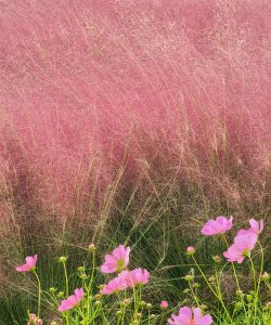 粉黛子怎么插花