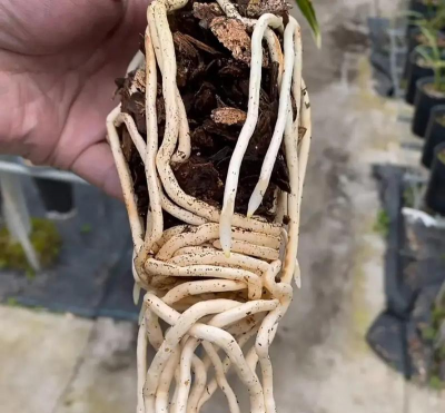 家庭养花用生根粉