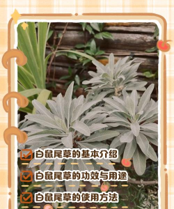 白鼠尾草怎么种植