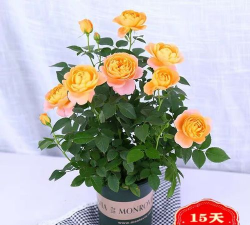 钻石玫瑰怎么养大