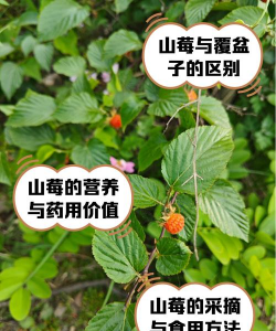 山莓怎么繁殖