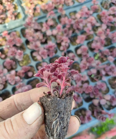 家庭养花用生根粉