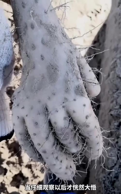 家庭养花用生根粉