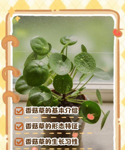 香菇草怎么施肥