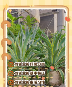 龙舌兰属于什么科