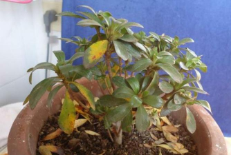 家庭养花用生根粉