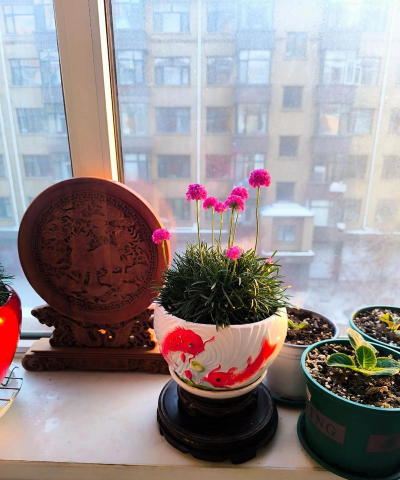 家庭养花用生根粉