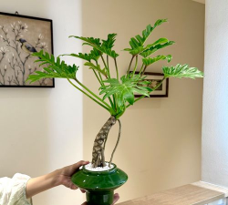 天使竹芋怎么修剪