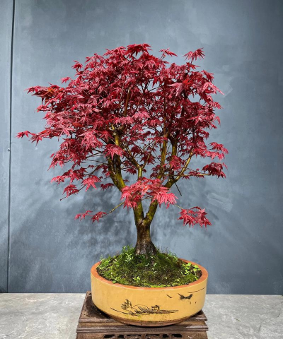 红枫盆景怎么选料