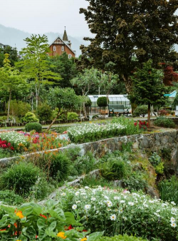 加拿大庭院养花