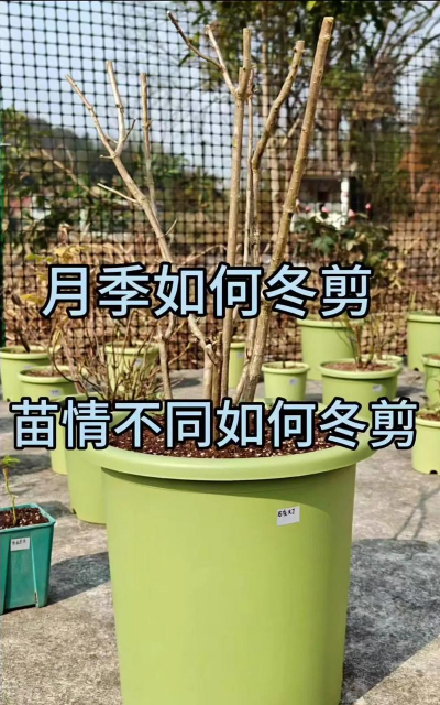 广东月季怎么过冬