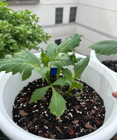 家庭养花用生根粉