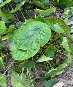 荷叶海棠怎么繁殖