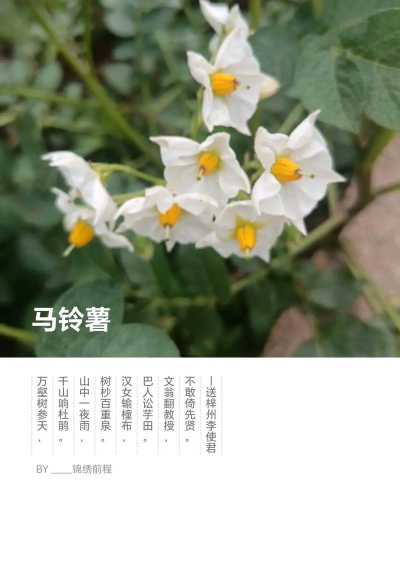 马铃薯花怎么描述