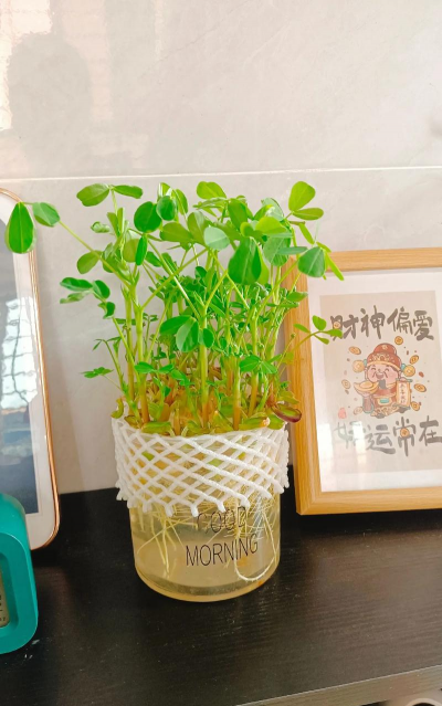 家庭养花用生根粉