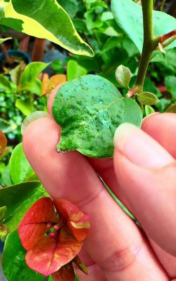 家庭养花用生根粉