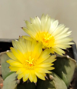 琉璃鸾凤怎么种