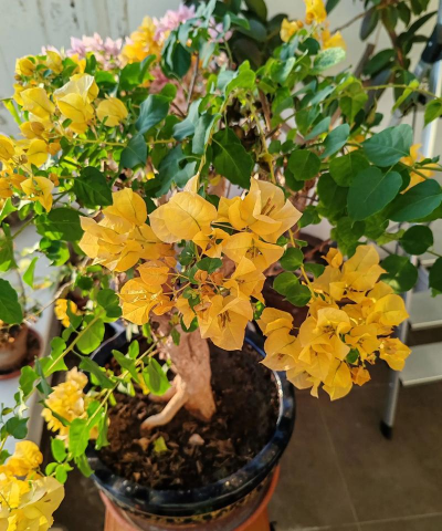 家庭养花用生根粉