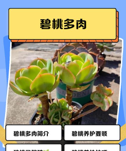 碧桃怎么繁殖的