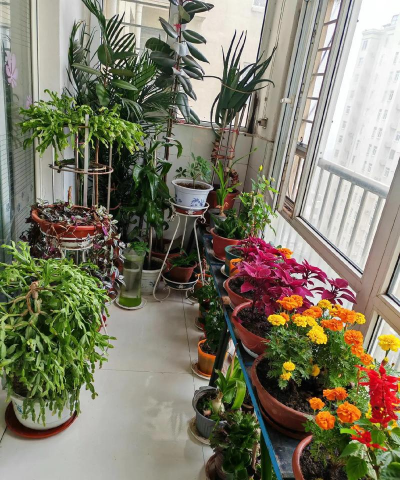 家庭养花用生根粉