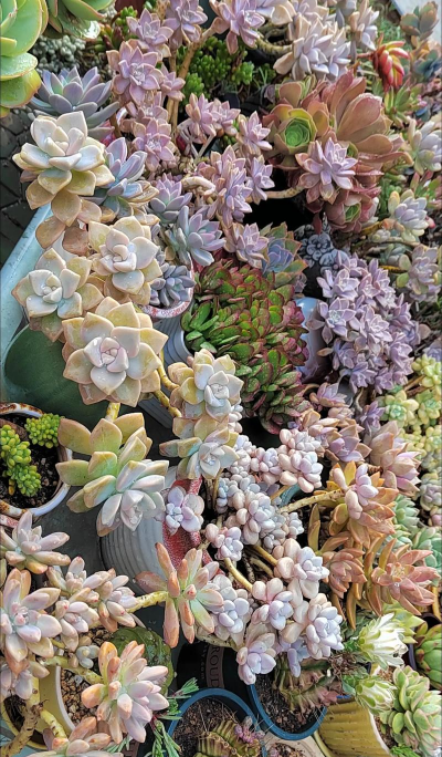 杏美人怎么繁殖