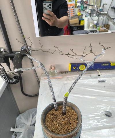 家庭养花用生根粉