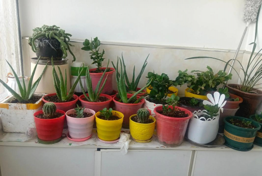 家庭养花用生根粉