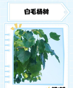 毛白杨幼树如何施肥