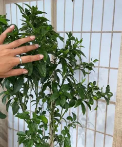 金桔树不结果怎么办金桔树不结果的原因及解决办法 金桔树不结果怎么办金桔树不结果的原因及解决办法