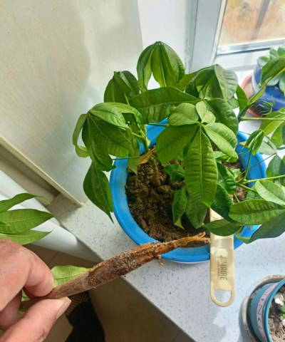 家庭养花用生根粉