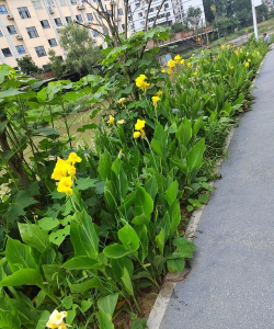 河沿土养花好吗 河沿土养花好吗