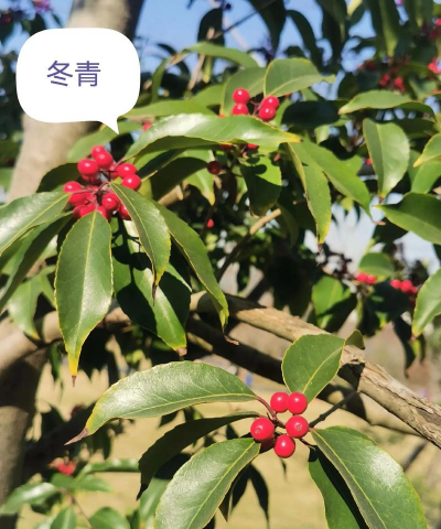 冬青植物什么科