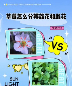 草莓怎么变成花